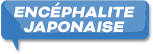 L'encéphalite japonaise